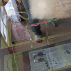 五月人形　兜の画像