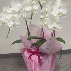 小ぶりサイズの胡蝶蘭（花弁欠けあり）
