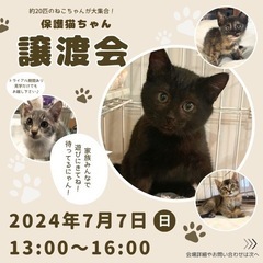🐾保護猫譲渡会のお知らせ🐾