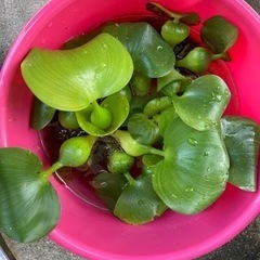 水草ホテイソウ