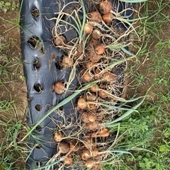 野菜