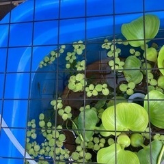 メダカ針子➕稚魚
