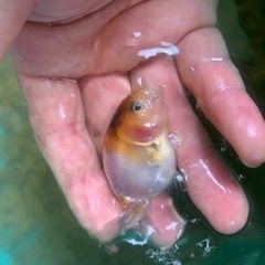 江戸錦　残り12匹　　らんちゅう　金魚