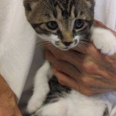 【決定】生後2か月のキジ白の子猫　女の子です