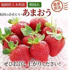 あまおうイチゴの収穫手伝い募集の画像