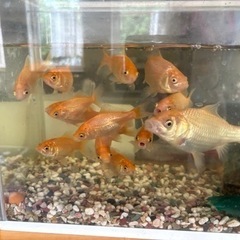 金魚