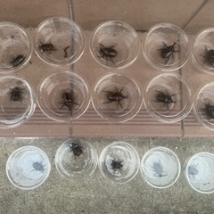 国産カブトムシペア