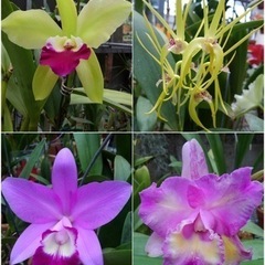 ランの花鉢植え　苗　ガーデニング　代理出品の画像