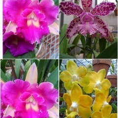 ランの花鉢植え　苗　ガーデニング　代理出品の画像