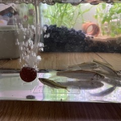川魚　淡水魚　モツゴ6匹
