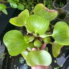 斑入り ホテイ草