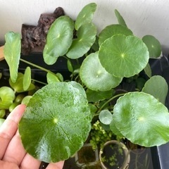 ウォーターマッシュルーム 水草