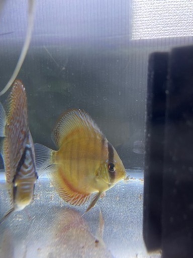 ディスカス　クリペアソリッドレッド2匹