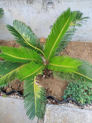 ソテツ①　蘇鉄　塊根部8〜9cm