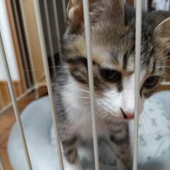 可愛いキジとらオス3ヶ月