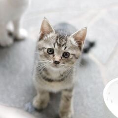 子猫の里親募集.