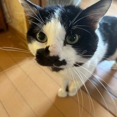 ぶーたろうに家族をください