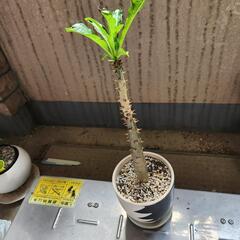 パキポディウム・ルテンベルギアナム
鉢つきの画像