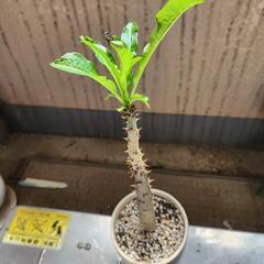 パキポディウム・ルテンベルギアナム
鉢つきの画像