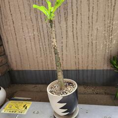 パキポディウム・ルテンベルギアナム
鉢つき