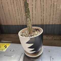 パキポディウム・ルテンベルギアナム
鉢つきの画像