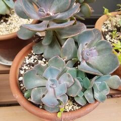 お取引中　多肉植物　ダスティーローズ　抜き苗　傷み有り