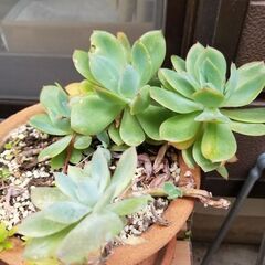 お取引中　多肉植物　抜き苗