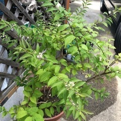 ムラサキシキブ 高さ95cm 