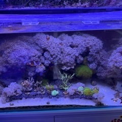 パクパクウミアザミ　譲ります
