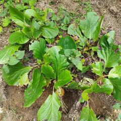 ヒマラヤユキノシタ　植物の画像