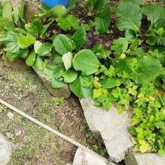 ヒマラヤユキノシタ　植物の画像
