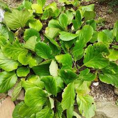 ヒマラヤユキノシタ　植物