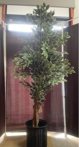 不二貿易 人工観葉植物 フィカス　全長約170cm