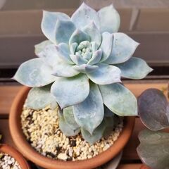 お取引中　多肉植物　ブルーバード　抜き苗　　