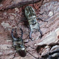 クワガタバトル挑戦者募集