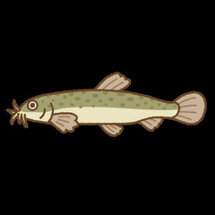 ドジョウ譲ってください