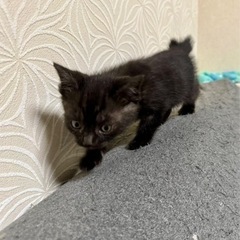 黒ネコ　メス