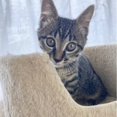 キジトラオス2ヶ月　里親様決まりました