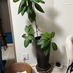 観葉植物あげます