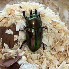 ニジイロクワガタの画像