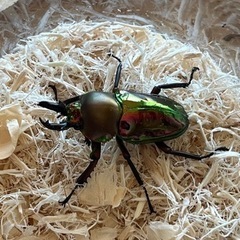 ニジイロクワガタの画像