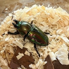 ニジイロクワガタの画像