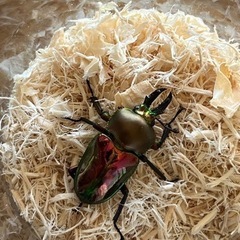 ニジイロクワガタ