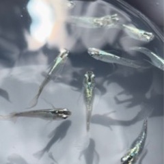 メダカ　♪緑光半月♯10匹