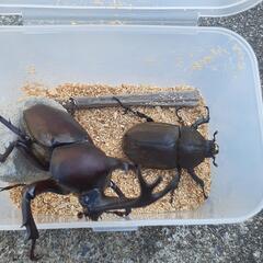 カブトムシオススメセットの画像