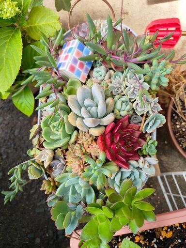 多肉植物