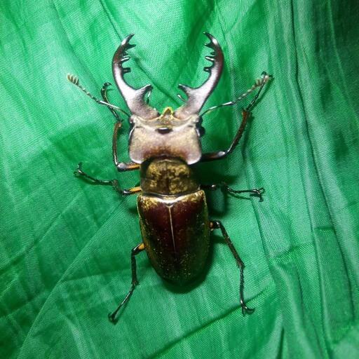 ミヤマクワガタペア 梅雨明け緊急値引！！