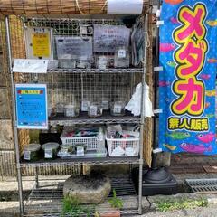 🐟東大阪で1番安いを目指す　めだか屋さん🐟