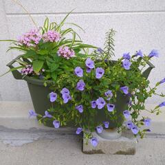 寄せ植え