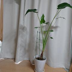 クワズイモ